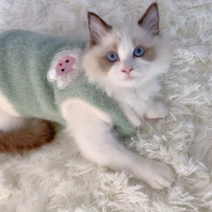 Cats Warm Kittens Winter Clothes